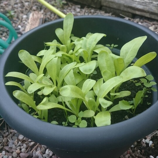 Anthony 's garden
