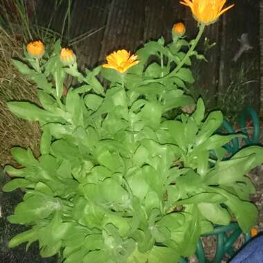 Anthony 's garden