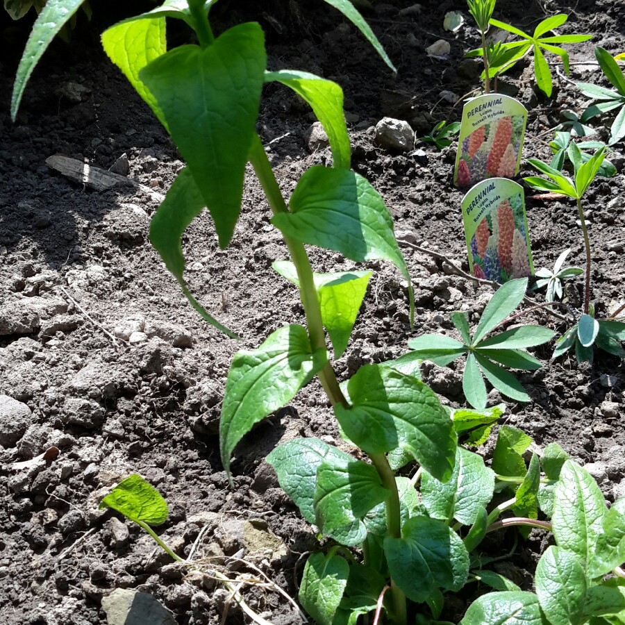 plant image 101752