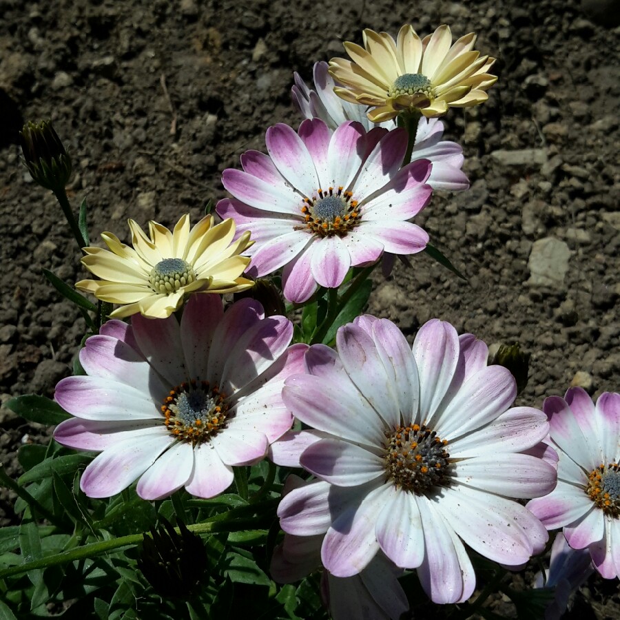 Plant image Osteospermum 'White Pink Blush'