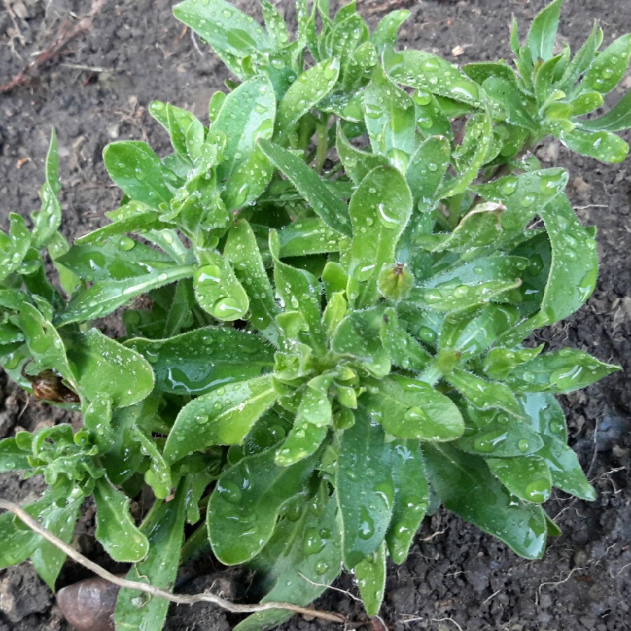 plant image 107054