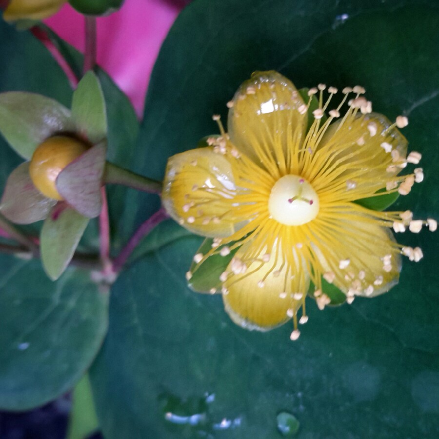 Plant image Hypericum inordum 'Autumn Blaze' Syn. H. androsaemum