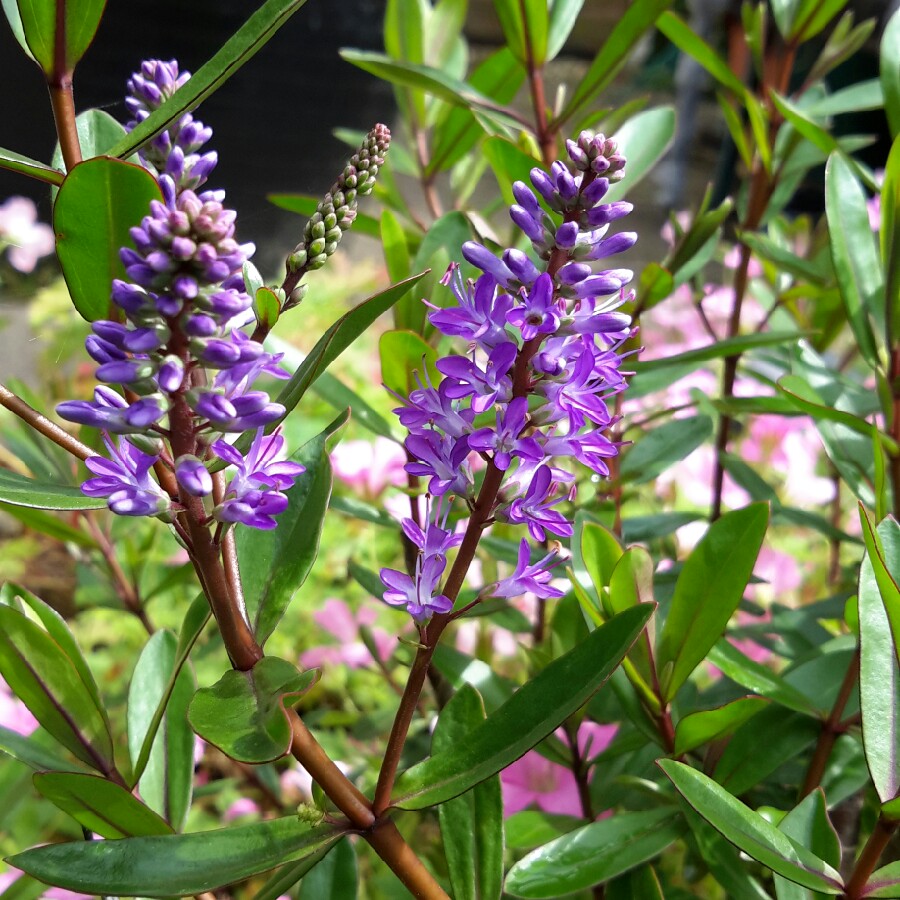 Plant image Hebe 'Merlot Memories'