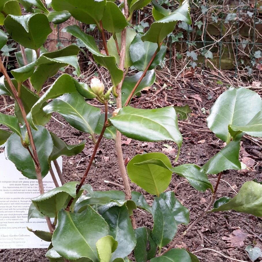 Plant image Camellia japonica 'Doctor King'