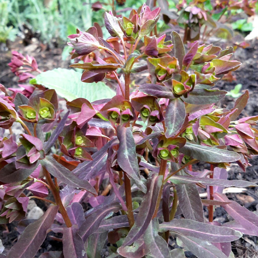 Plant image Euphorbia amygdaloides 'Purpurea' syn. Euphorbia amygdaloides 'Rubra'