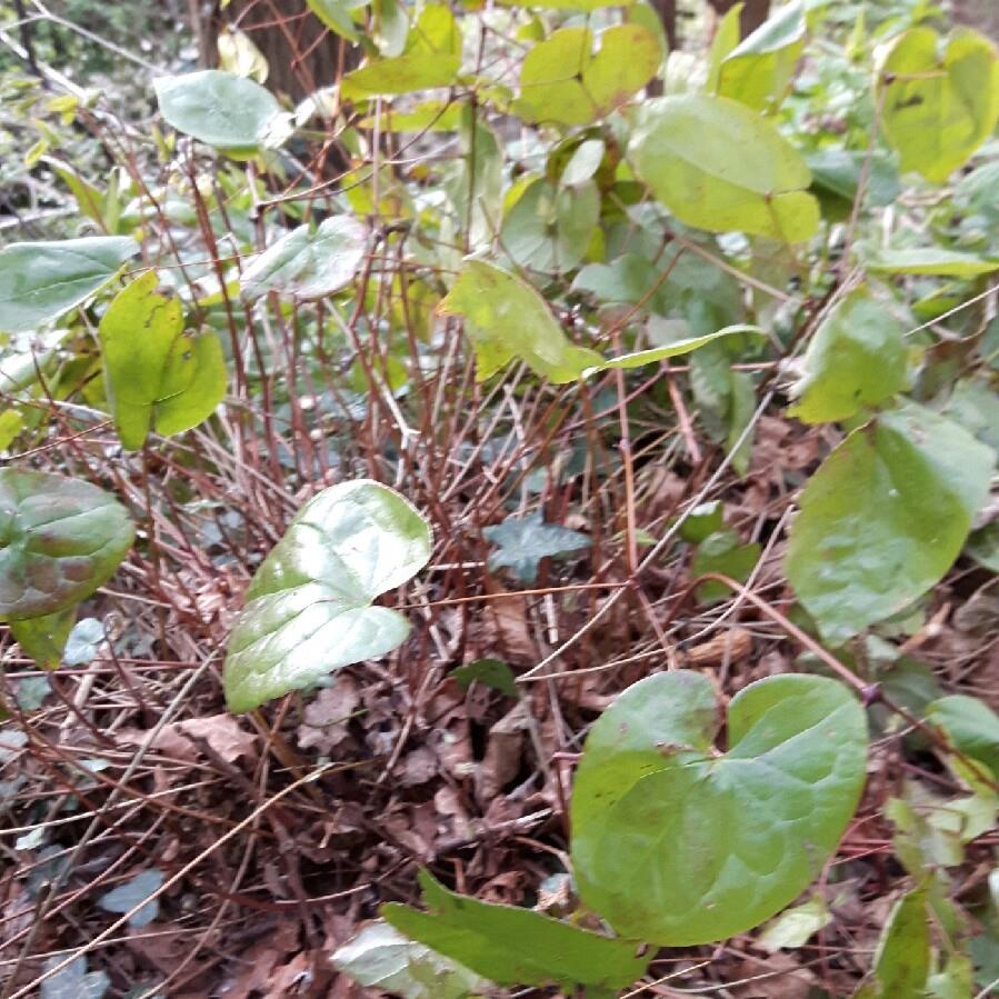 plant image 62139
