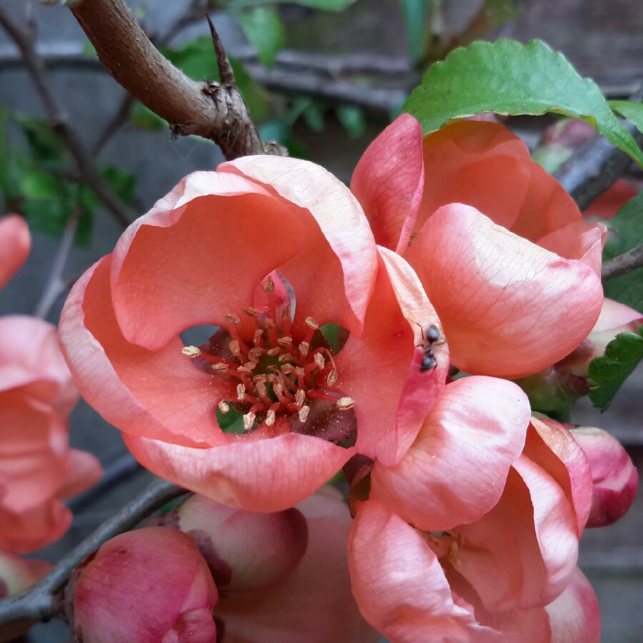 Plant image Chaenomeles japonica 'Sargentii'