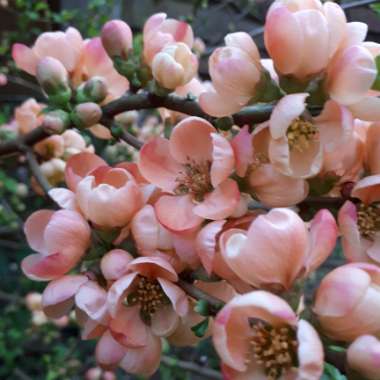 Japanese Quince 'Geisha Girl'