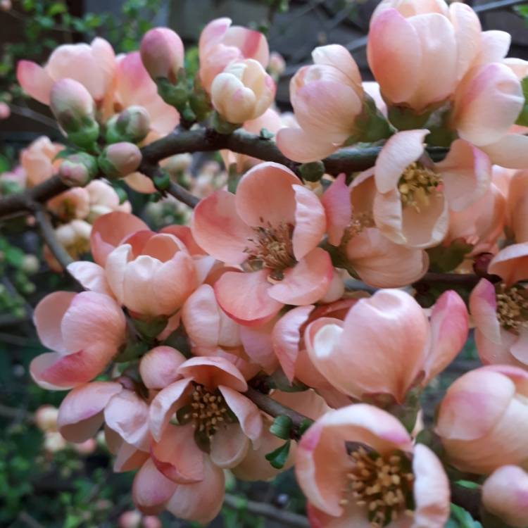 Plant image Chaenomeles speciosa 'Geisha Girl' syn. Chaenomeles japonica 'Geisha Girl'