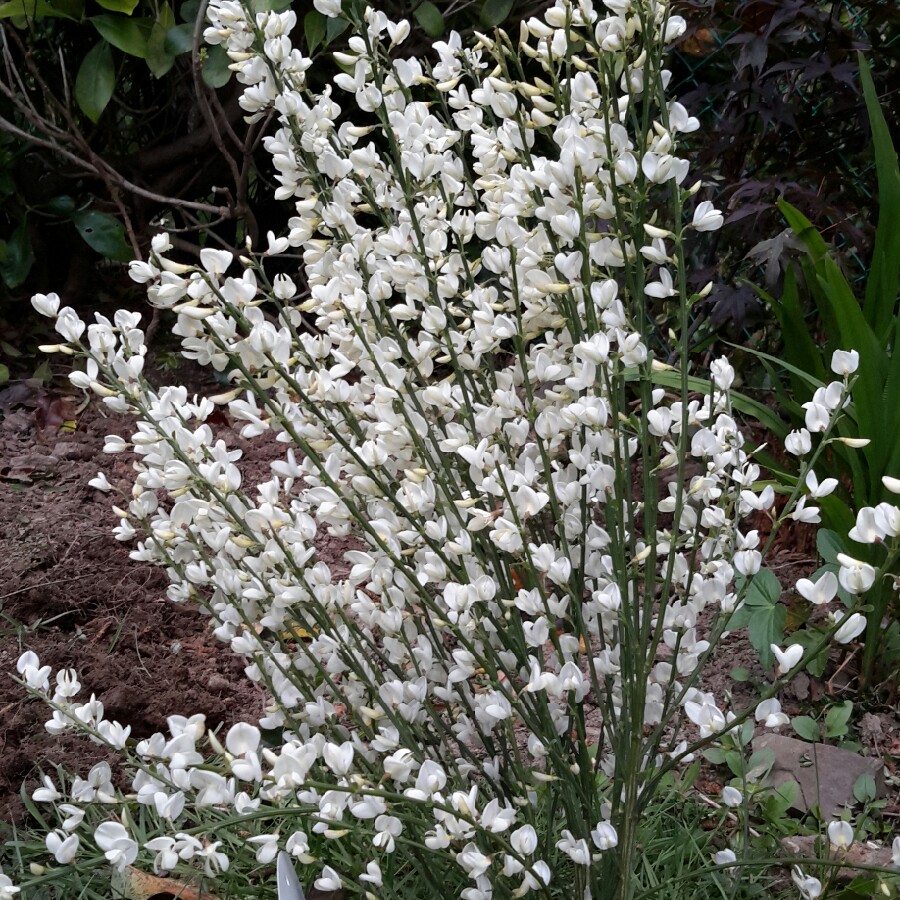 Plant image Cytisus x praecox 'Albus'