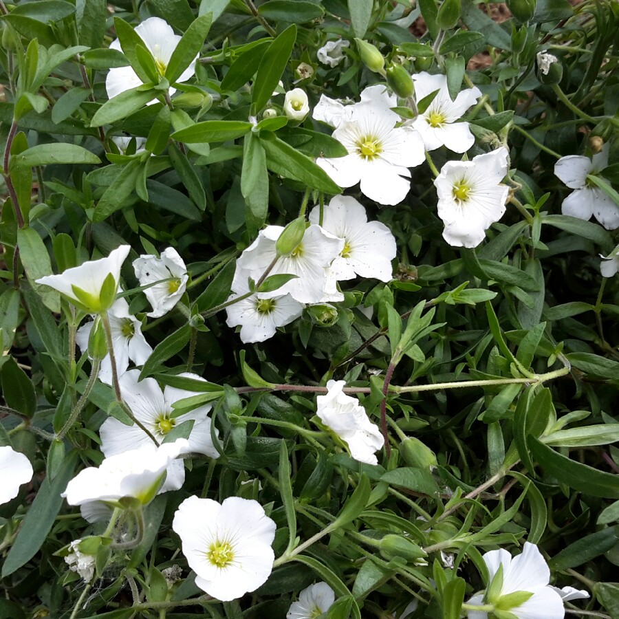 Plant image Arenaria Montana