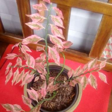 Euphorbia tithymaloides ‘Variegatus'

