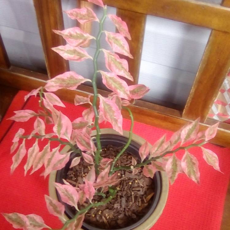 plant image 960857