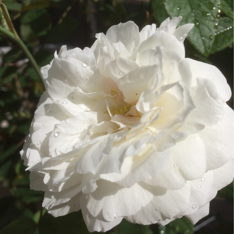 plant image 152263