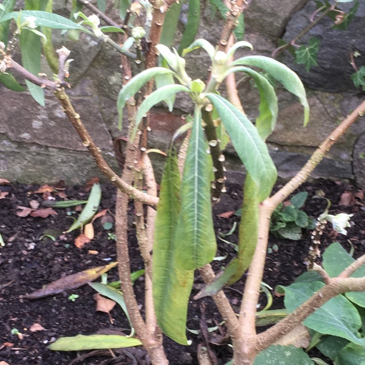 plant image 282018