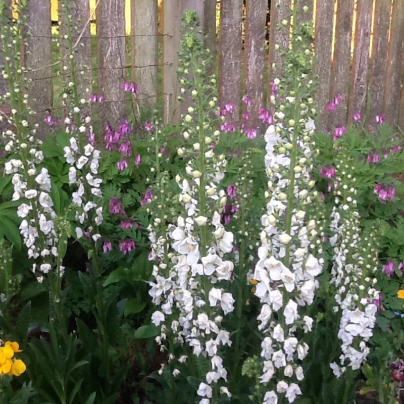 Plant image Verbascum lychnitis