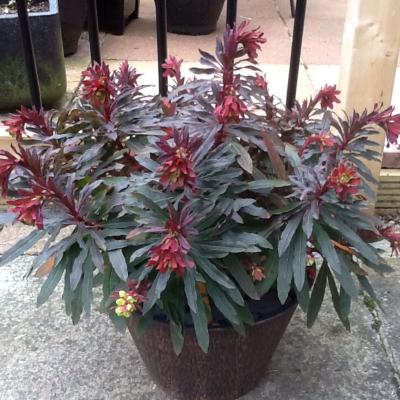plant image 34998
