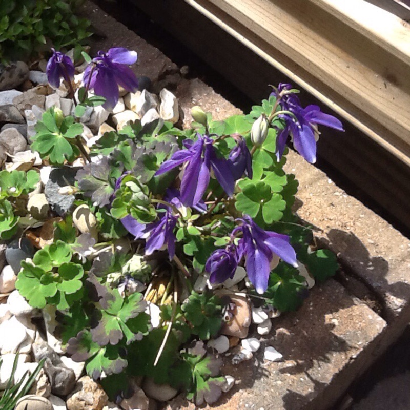 plant image 81114