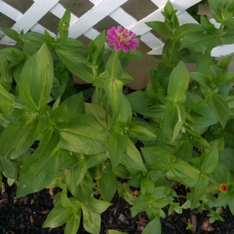 plant image 552641 plant image 552641