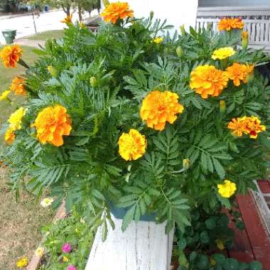 Tagetes