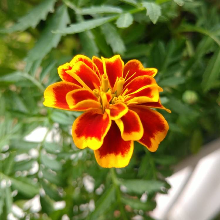 plant image 558916 plant image 558916