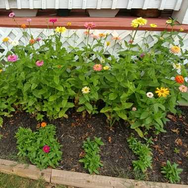 Zinnia elegans