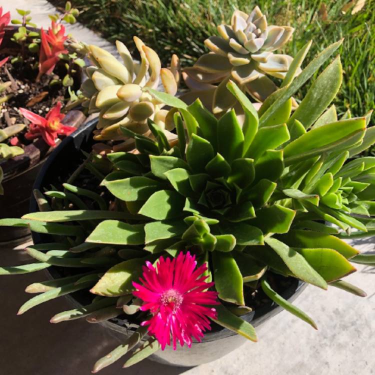 Plant image Sedum 'Pat's Pink' syn. Sedeveria 'Pat's Pink', Sedum 'Pam's Pink'