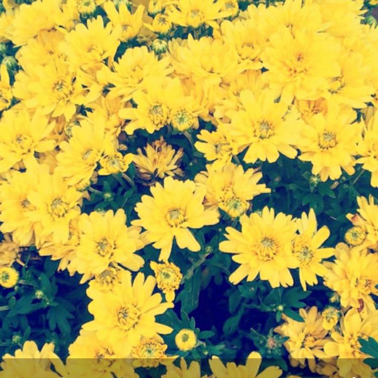 Plant image Chrysanthemum 'Poppins Yellow Jewel'