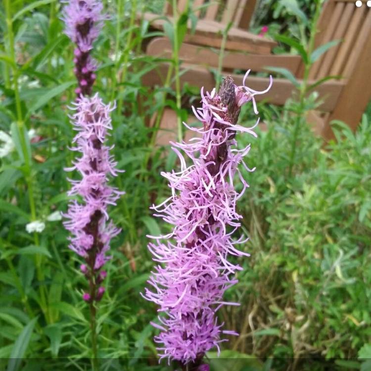 Plant image Liatris punctata