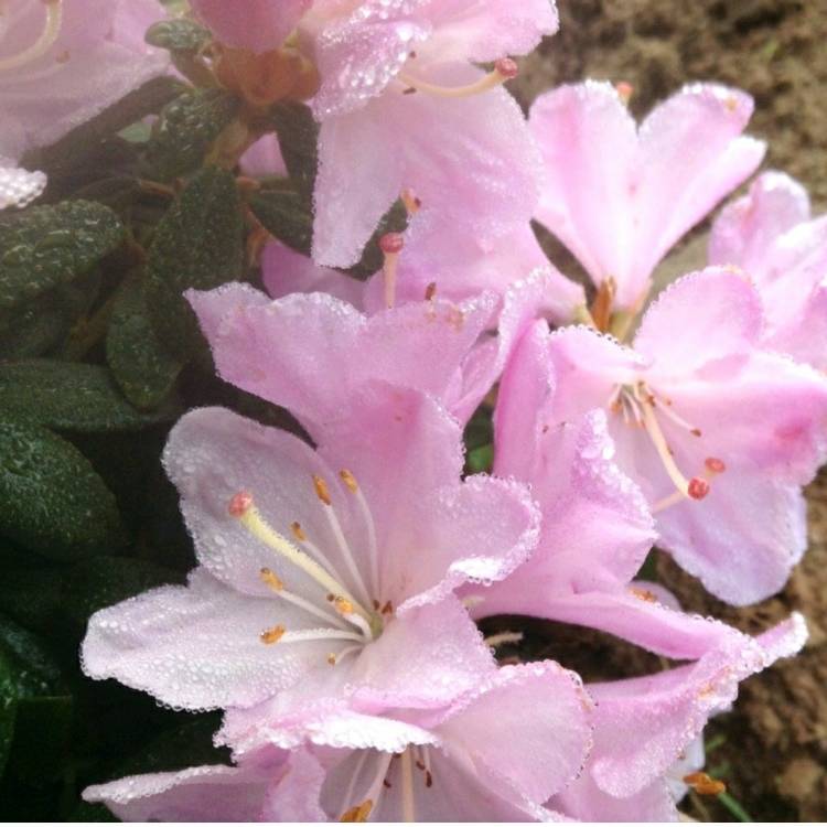 Plant image Rhododendron 'Kermesinum Rose'