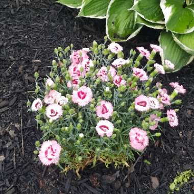 Chinese Pink 'Super Parfait Red Peppermint'