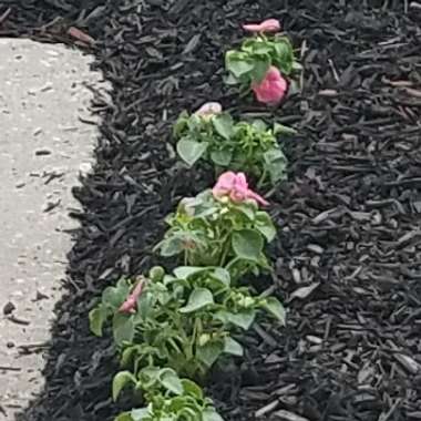 Impatiens 'Kilimanjaro'