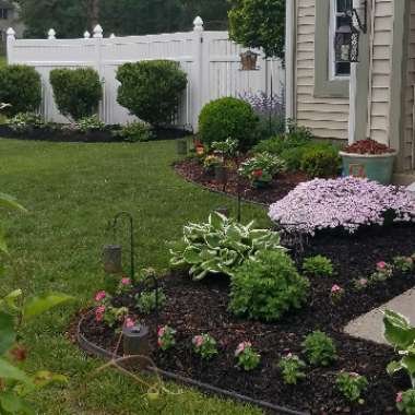 Ruthie's garden