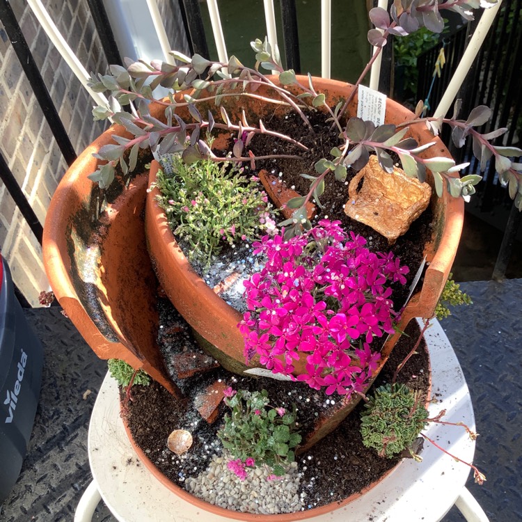 plant image 1285436