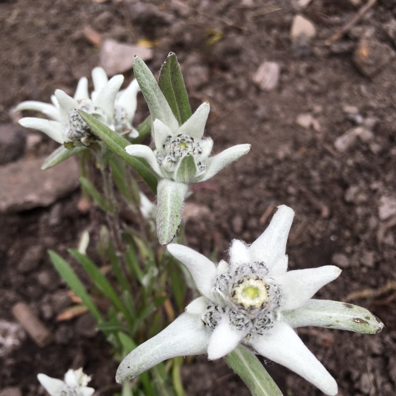 Plant image Leontopodium alpinum