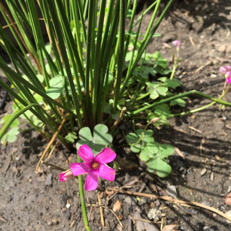 Plant image Oxalis articulata 'Festival'