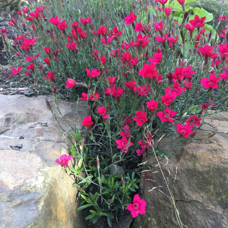 Plant image Dianthus deltoides 'Flashing Lights'