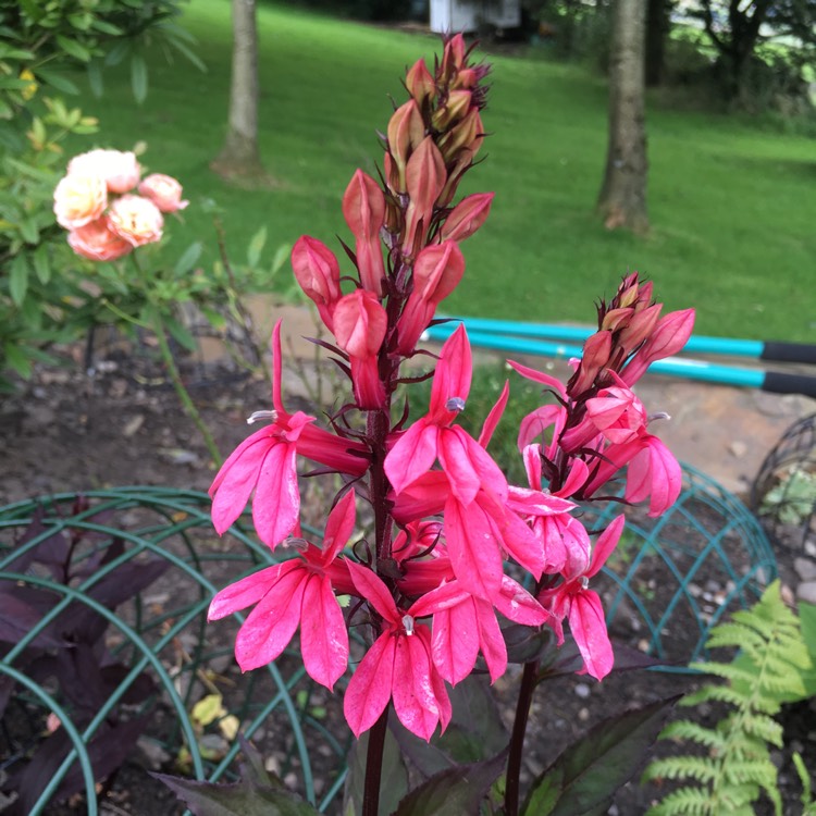 Plant image Lobelia x speciosa 'Fan Salmon'