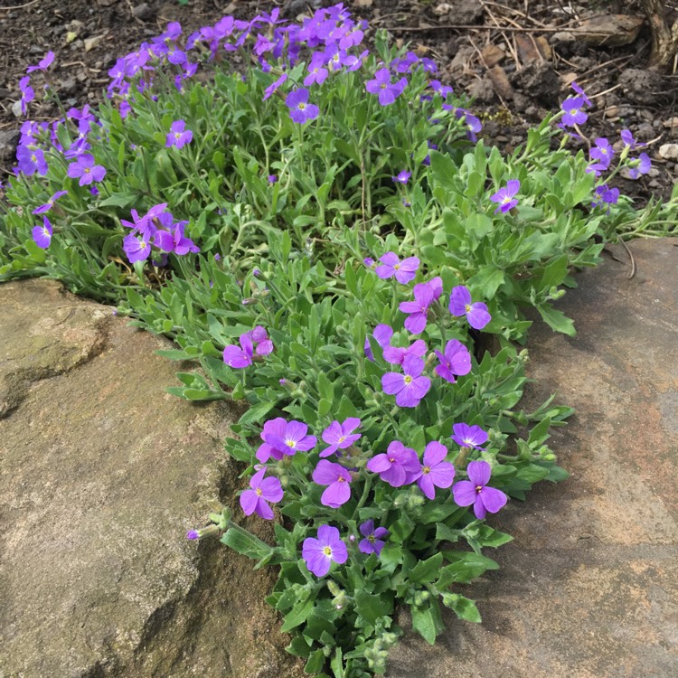 plant image 350937 plant image 350937