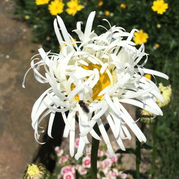 plant image 490449