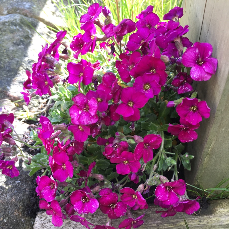 Aubrieta