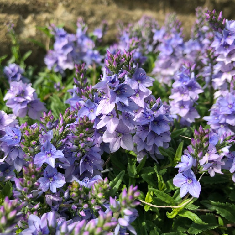 plant image 717708
