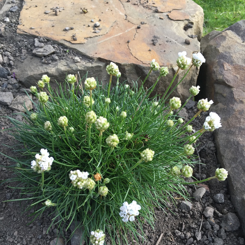 plant image 77079 plant image 77079