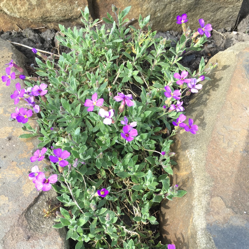 plant image 77080 plant image 77080