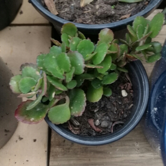 Plant image Kalanchoe Pink Edge