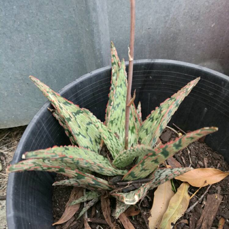 plant image 1002938