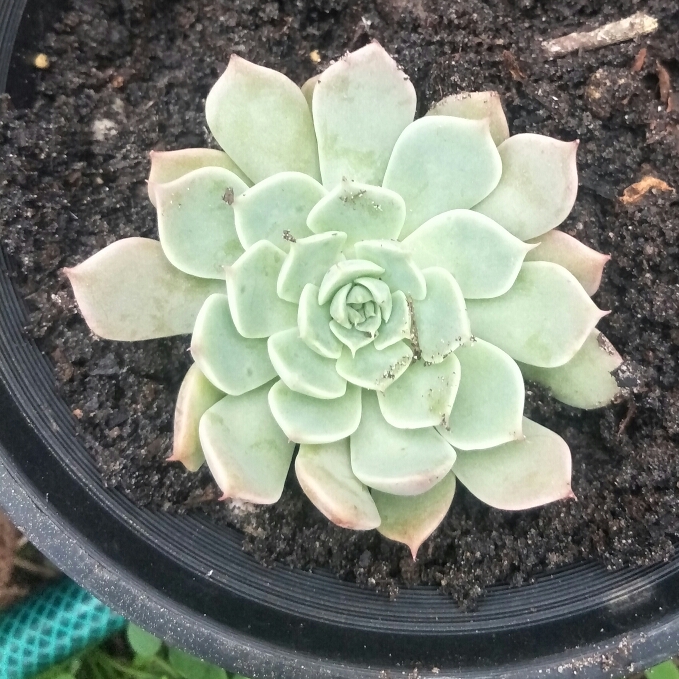 Plant image xGraptoveria Margarete Reppin