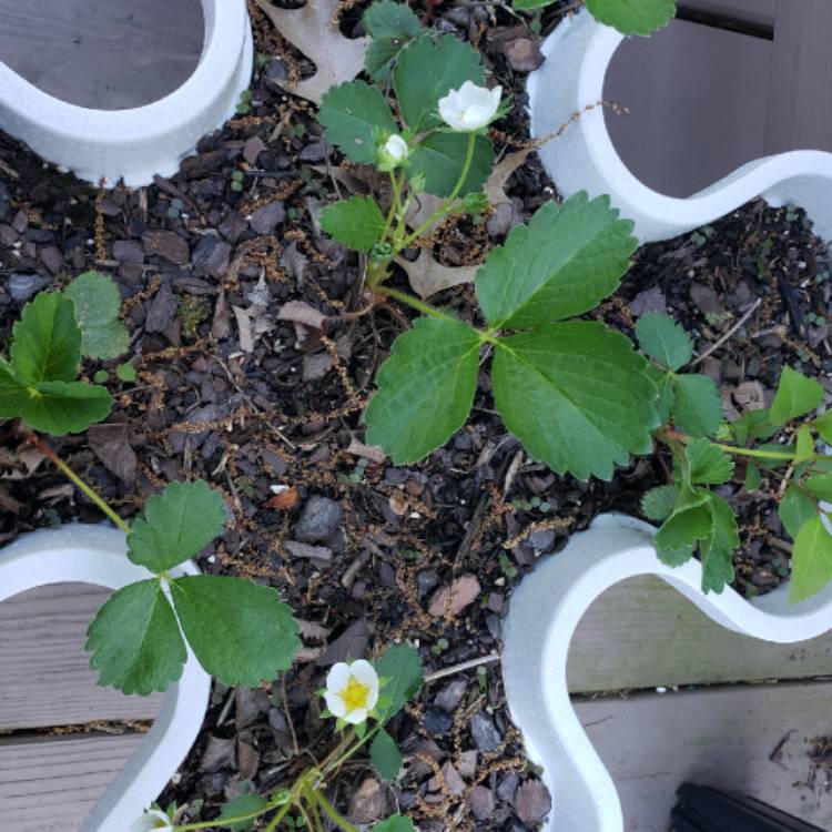 Plant image Fragaria vesca 'Mara des Bois' syn. Fragaria x ananassa 'Mara des Bois'