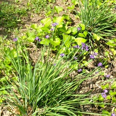 Plant image Sisyrinchium montanum