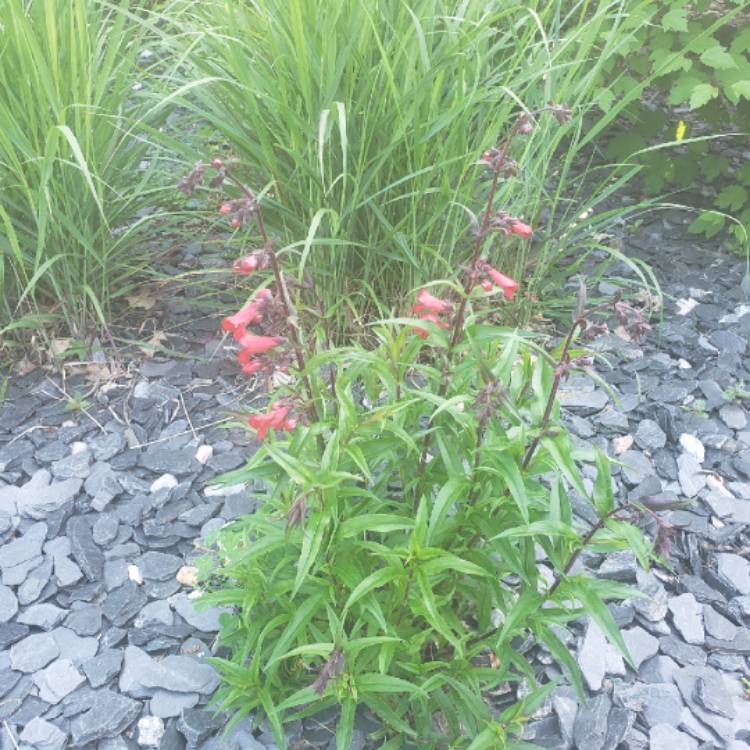 plant image 1043585